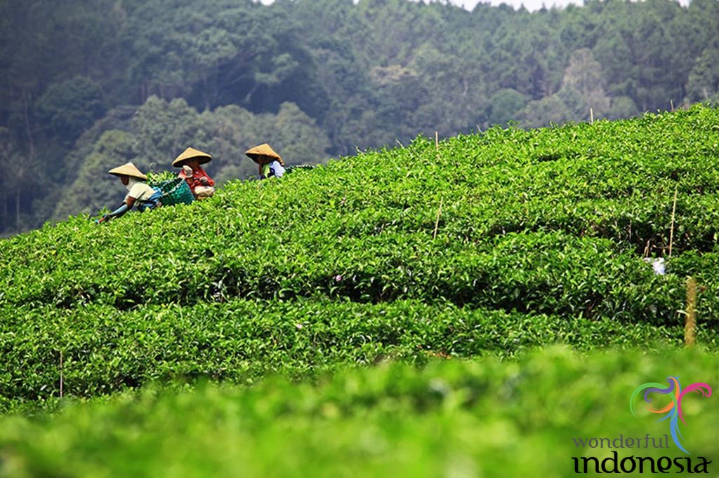 West Java Tourism Photo Gallery puncak tea plantation bandung west java